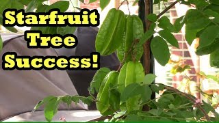Grocery Store Starfruit Tree Success! Starfruit Flowering & Fruiting