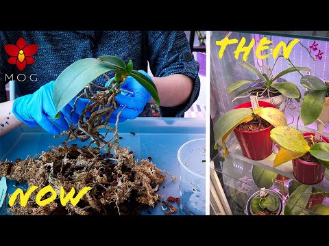 Rejuvenating Phalaenopsis Orchid that I damaged with window cleaner - we got leaves! 🌱