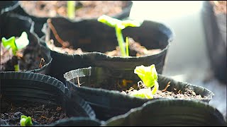 モンゴルで日本の夏野菜を育ててみようと思う。