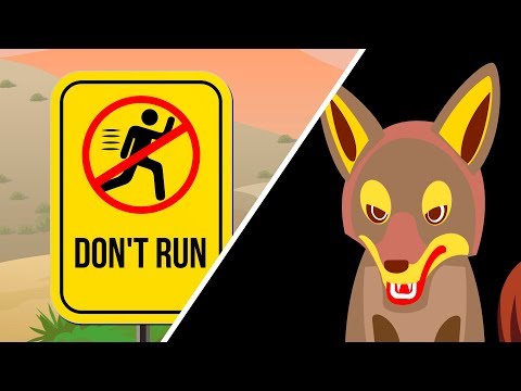 How to Survive When You See a Coyote