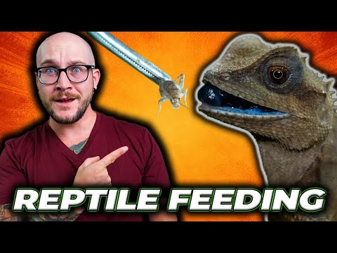 FEEDING ALL MY LIZARDS THOSANDS OF BUGS!