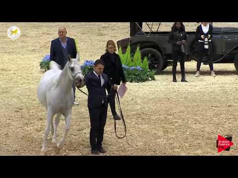 N.55 LORHEEN MPE - SEWC 2019 - 4-6 Years Old Mares (Class 7)