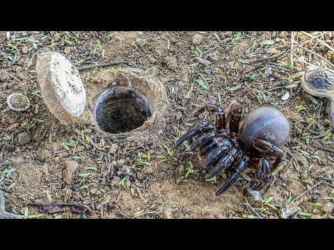 Secrets of the African Trapdoor Spider ????️ Master Builders of the Wild