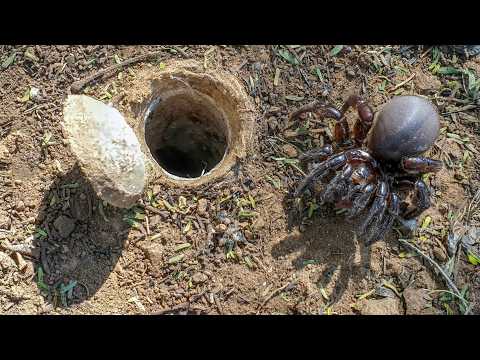 Secrets of the African Trapdoor Spider 🕷️ Master Builders of the Wild