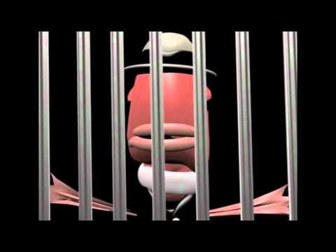 Red Herring Fish Animation