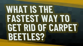 What is the fastest way to get rid of carpet beetles?