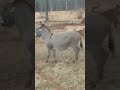 Donkey laughs at dog getting shocked by Electric fence 😂