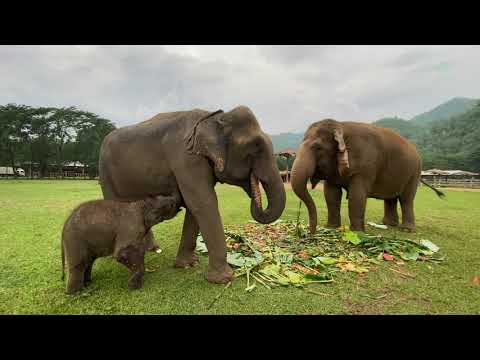 Baby Elephant Pyi Mai Sucking Nanny’s Milk - ElephantNews