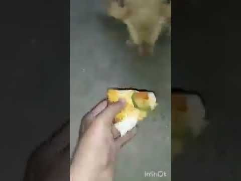 my preparation yummy😋pizza giving🍕 to my dogs 🐕.