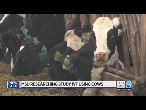 MSU researchers study in vitro fertilization using cows