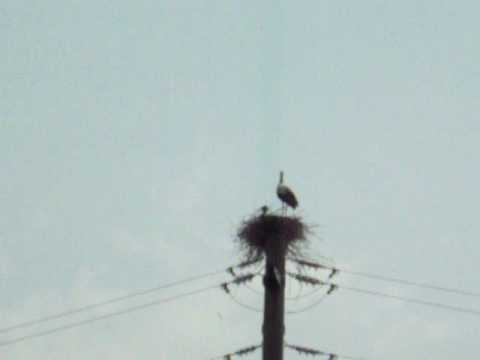 NIDO DI CICOGNA A CADELBOSCO DI SOPRA