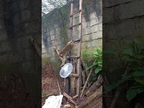 රිලා බලාස් 😁 Monkey Comady #monkey #Comady #sinhala