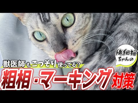 猫が自宅でおしっこをしないようにする方法