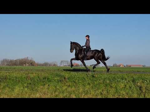 Stal Okkema's Joep - Jurre x Doaitsen - Gelding - 2019