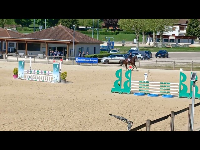 Hongre 4 ans. Petits fils de By Cera d'Ick