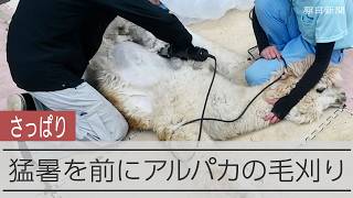 アルパカの毛刈り　「今年はどんな髪形になるか楽しみ」