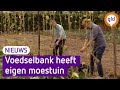 Voedselbank start eigen moestuin