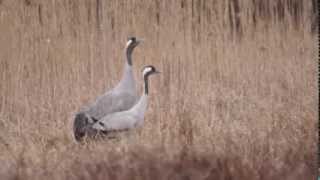 preview picture of video 'Żuraw zwyczajny (Grus grus) -  Torzym'