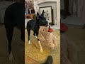 Barney The Tv Border Collie Wants To Help Benji Benji