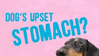 Dog’s Upset Stomach? These Home Remedies Will Help!