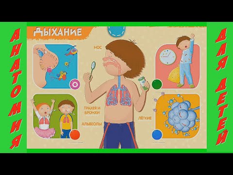 АНАТОМИЯ ДЛЯ ДЕТЕЙ 👫 Строение тела человека просто и понятно / Развивающий мультфильм