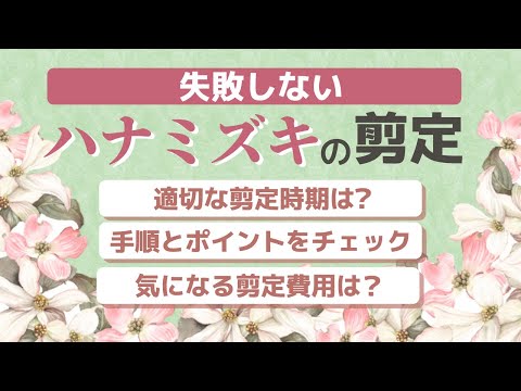 園芸 ヴィーナス ハナミズキ