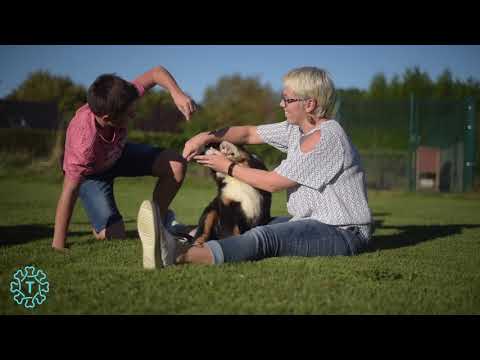 TIPAW - Bouvier Bernois - Description de race