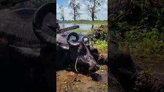 Búfalos com Chifre enroscado? Solução: Motosserra 🪚🐃