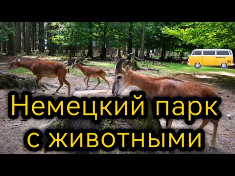 Wildpark Poing. Germany