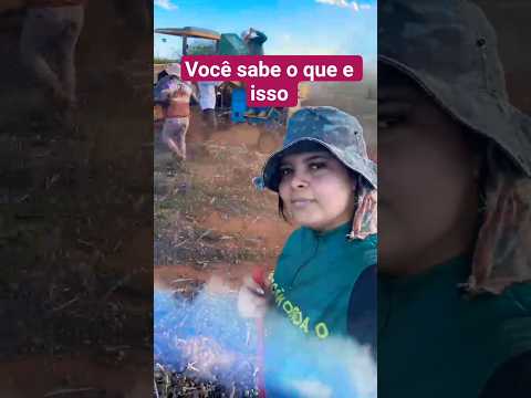 batendo mamona na região de Cafarnaum Bahia