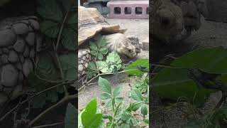 ピザちゃんの朝ごはん🐢　#reptiles #リクガメ　#animals