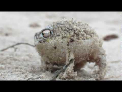 The Hilarious Roar of the Namaqua Rain Frog!