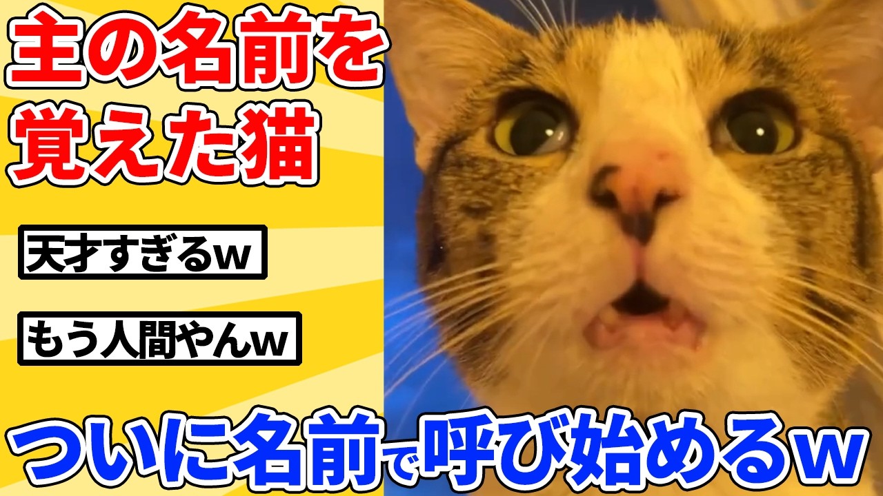 【2ch動物スレ】喋れる猫がついに飼い主のことを名前で呼び始めたｗｗｗｗｗ