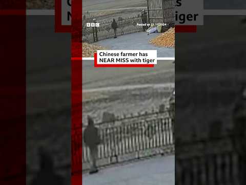 Video | Chinese farmer has near miss with tiger. #China #Tiger #BBCNews