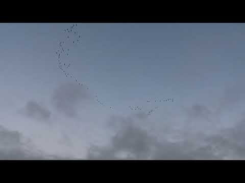 Kleine rietganzen, Knesselare, 3/01/2024