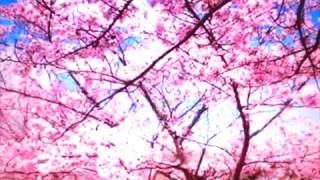 Download lagu Sakura - Japan mp3