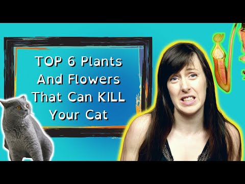 What Plants Are POISONOUS To Cats | TOP 6 Plants And Flowers That Can KILL Your Cat | VET ADVICE