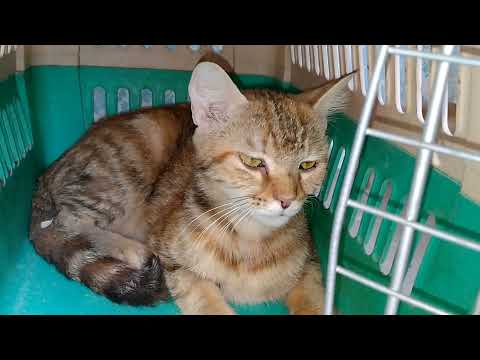 Abandoned Kitten Want To Be Adopt By Mother Cat