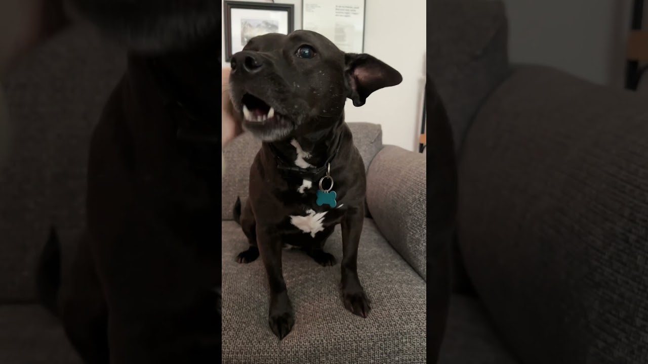 Violet, a Adoptable mixed breed in Chicago, IL video 6/6