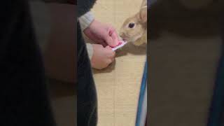うさぎとの日常その15 #うさぎ #うさぎのいる暮らし