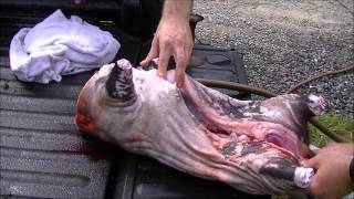 Live off the Land! How to kill and process a small hog for smoking (graphic)