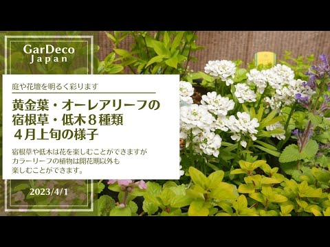 庭や鉢植えで育てられる銀色の葉を持つ観葉植物 – 8品種  庭園