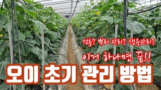 오이 초기 관리 방법!! 뿌리!! 선충!! 그리고 꽃 위치만 잘 설정하면 오이도 껌이다!!
