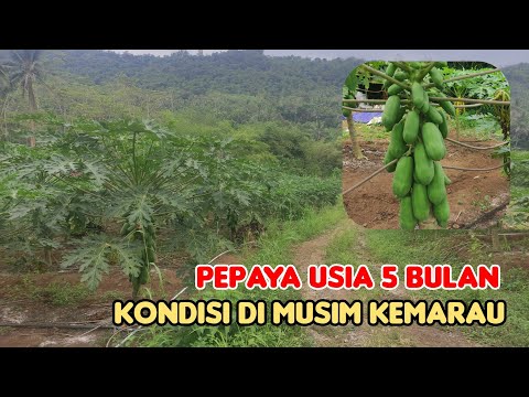 Review Perkembangan Pepaya Usia 5Bulan Dimusim Kemarau.