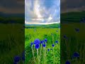 Amazing Status Music Nature Status Music 4k Whatsapp Stastus Amazing Stastus 4k Nature Stastus