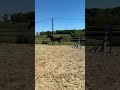Magnifique KWPN CSO/CCE/DRESSAGE