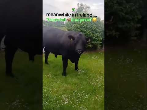 Best caption wins 😂☘️ 🐂 #Onlyinireland