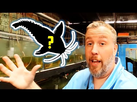 Amazing Finds at the Peruvian Exporter [Peru Collecting]