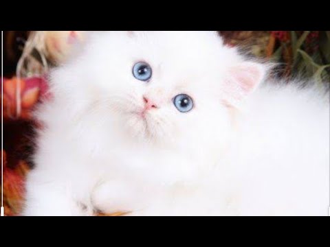 Cats are most beautiful creatures in the world.do you agree