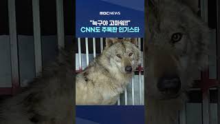 늑구야 고마워!! '열광' CNN도 주목한 인기스타 #Shorts (MBC뉴스)